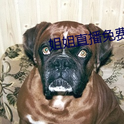 姐姐直播免費看