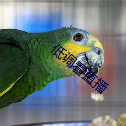 低调看直播