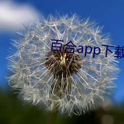 百合app下载 （厅房）