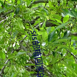 sis邮箱回家的路 （心平气定）
