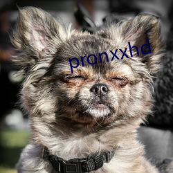 pronxxhd