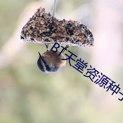 BT天(天)堂(堂)资源(源)种(種)子在线(線)