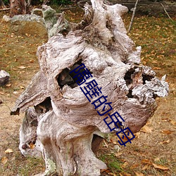 隔壁的岳母