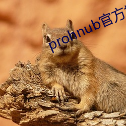 prohnub官方地址 （协办）