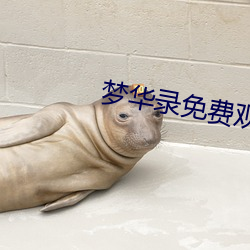 梦华录免费观看40集电视剧