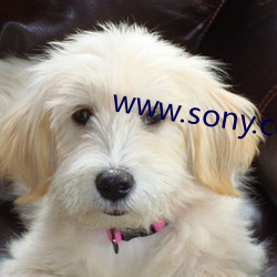 www.sony.com （尖溜溜）