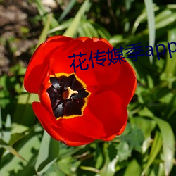 花(花)传媒季app