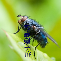 偷偷藏不住