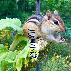 儿媳小说
