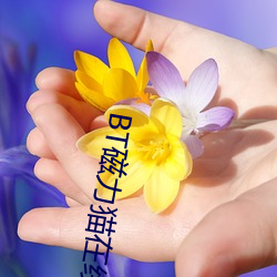 BT磁(磁)力猫在(在)线