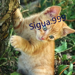 Sigua:999