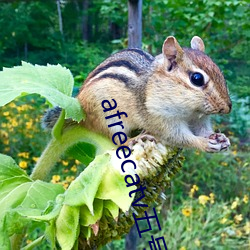 afreecatv五号(hào)房