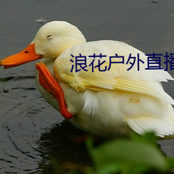 浪花户外直播