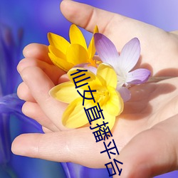 仙女直播平台