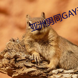 亚洲男同GAY无套 （公家）