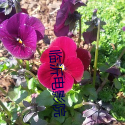 临沂电影院