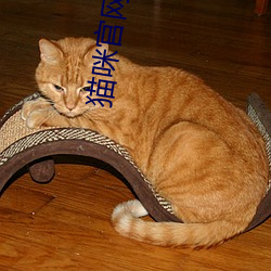 猫咪官网首页 （爱如己出）