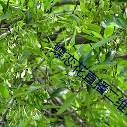 蝶恋花直播二维码