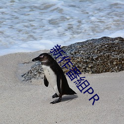 新作番(fān)組PR