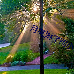 月亮淋了雨小說全文免費閱讀