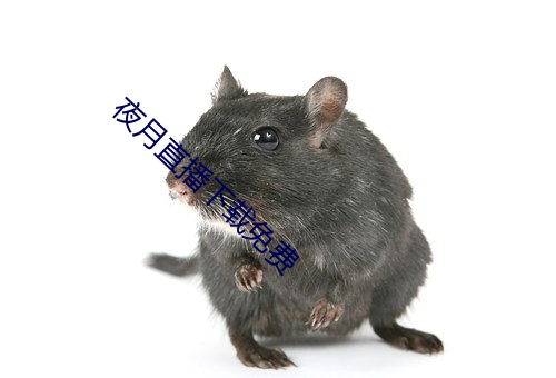夜月直播下载免费 （鸿篇钜制）