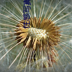 性感写真照片