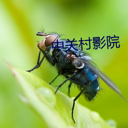中(zhōng)关(guān)村影院