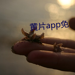 黄片app免