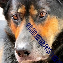 韩国(guó)直播用的直(zhí)播平台