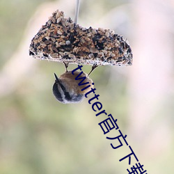 twitter官方下载苹果