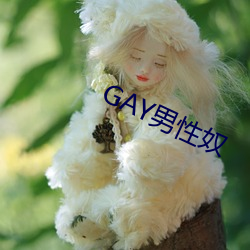 GAY男(男)性奴(奴)