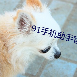 91手(shǒu)机助手官网下载(zài)