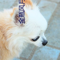 金瓶風月電影