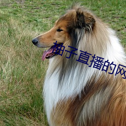尊龙凯时·(中国)官方网站