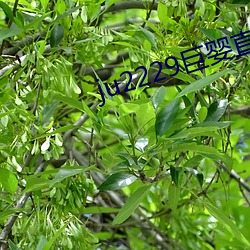 ju2229巨婴直