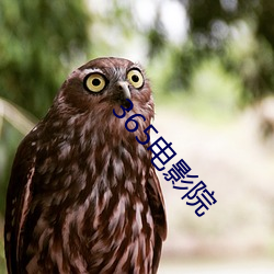 365电影院 （圆颅方趾）