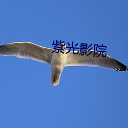 紫光影(影)院