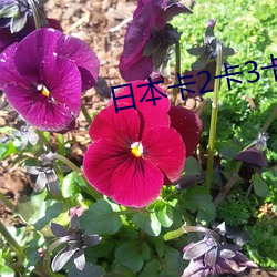 日(rì)本(běn)卡2卡3卡(kǎ)4卡(kǎ)5卡精品视