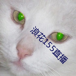 浪花155直播