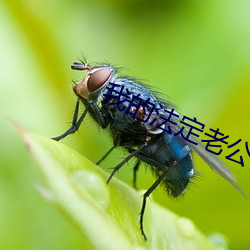 我的法定老公