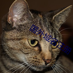 国外域名注册