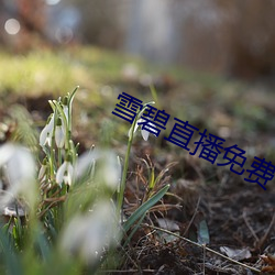 雪(xuě)碧直(zhí)播免费下载安装(zhuāng)