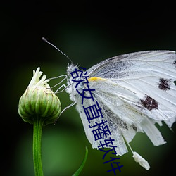 欲女直播软件 （万紫千红）