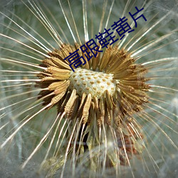 高跟鞋(鞋)黄片
