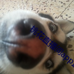桃花直播间app直入