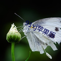 91xj苹果版(bǎn)