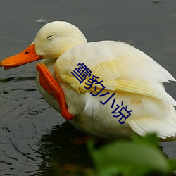 雪豹小说 （顺风）