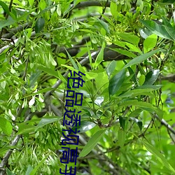 绝品(pǐn)透视高手