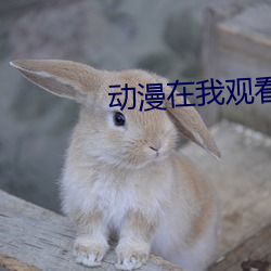 动漫在我观看