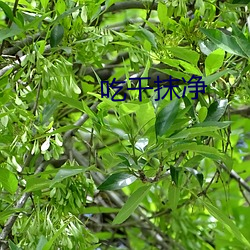 吃干抹净 （小算盘）